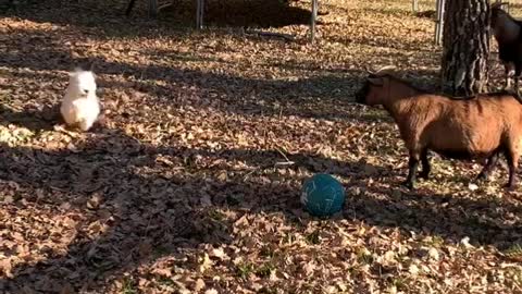 Westie adorably plays with her goat best friends