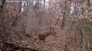 Trail Cam November- December 2020