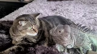 Lizard Caught Playing with Kitty Buddy