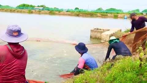 Catching Prawns - Sea Food