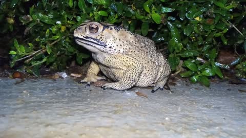 Close-up shot of a purple toad roaming freely