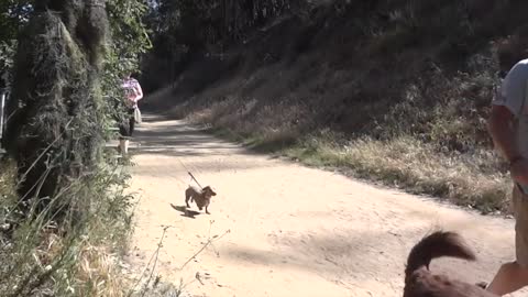 CUTEST CompilationBushman Prank on Dogs! Scaring Dogs!