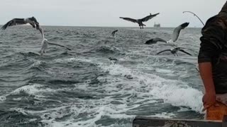 Seagulls get fish from boat