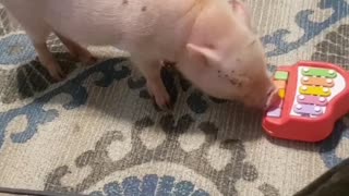 That Pig's Got Talent