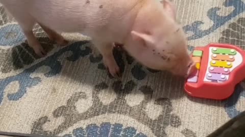 That Pig's Got Talent
