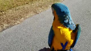 Harlequin Macaw Enjoys a Lovely Bike Ride