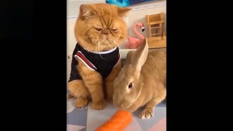 Cute And Funny Pets Try Not To Laugh 😻😹😹