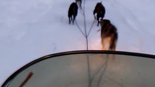 Alaskan huskies
