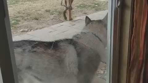 Siberian Husky Opens Door By Himself