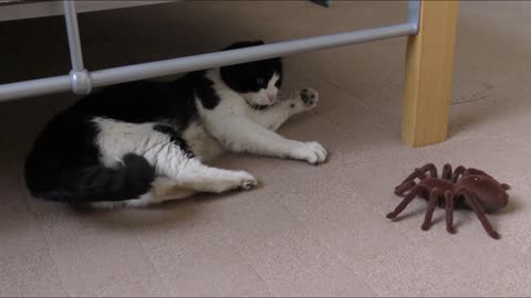 Funny Cat/Funniest Cat video/Cute and Funny Cat video