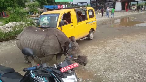 Young rhinoceros blocked the road. It has become a tourist attraction