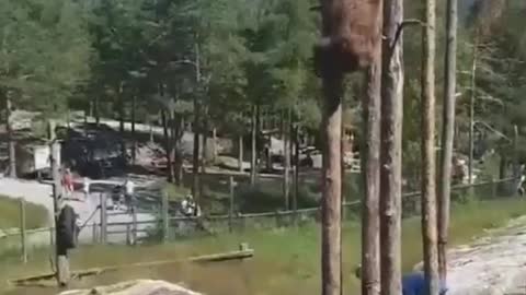 Cámaras filmar este oso trepando un árbol pardo en Colombia