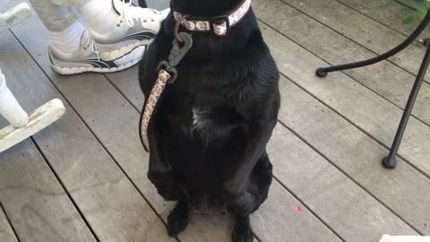 Dog responds to snapping of fingers