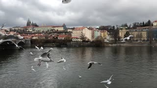 Prague seagulls