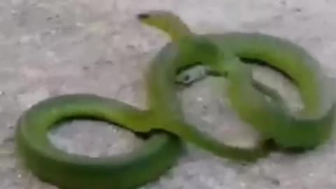 Cat vs Snake || Funny fight video