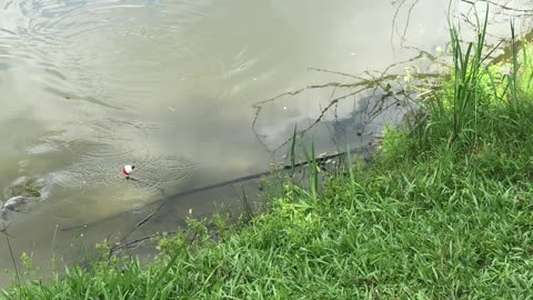 Blue Gill fishing