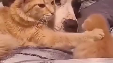 TRY NOT TO LAUGH 😂😂 Cats are so funny 😂
