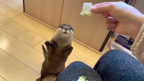 Cute Otter And Cat Eating Food Together