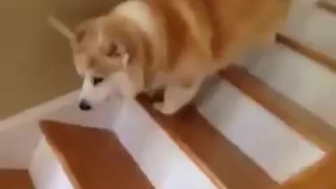 Dog funny jumping up the stairs