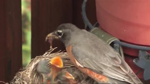 Singing of the Robin Bird - American Robin Bird!!