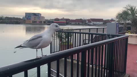 Seagull Beautiful birds