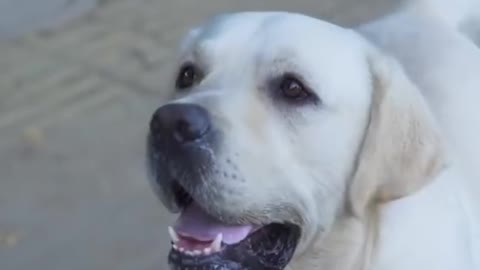 DOG SAVE BLIND MAN LIFE 😚😚😗 #SHOTS #DOGSAVE #YOUTUBESHOTS_2