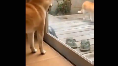 cats and dogs fighting very funny