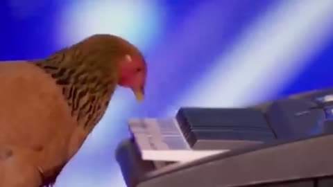 The Musical Talents of Chickens at the Piano