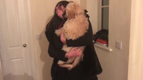 Cavapoo puppy excited when his mum returns from Holiday