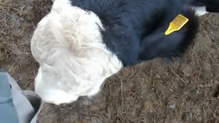 Quite a friendly cow
