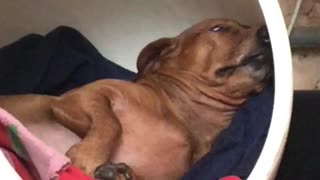 Brown dog sleeps under desk in white egg