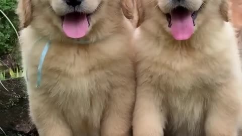 Cute and fluffy Golden retriever puppies
