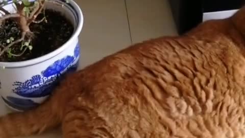 FunnyCatsToday，Funny Fat Cat You Might Never See Before, part11