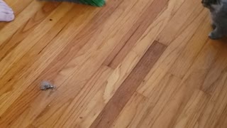 Kitten vs broom