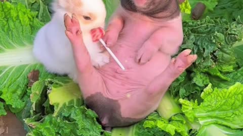 Cute little rabbit secretly eats pig's lollipop