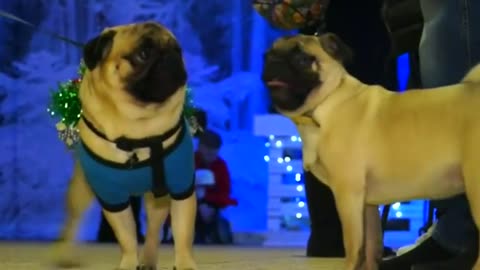 Pugs hit fashion runway at Christmas market in Kiev, Ukraine
