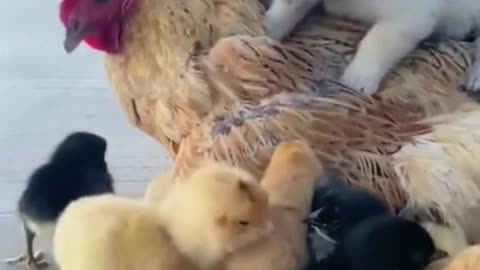 Small Dog Become to be a Baby Chicken