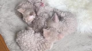 Super Fluffy Kittens Adorably Cuddle Together