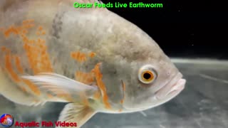 Oscar Feeds Live Earthworm