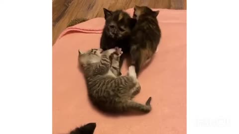 Kittens have all the fun...