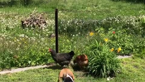 Beagle tries to befriend a two grumpy chickens