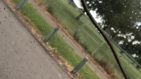 Snake on Windshield