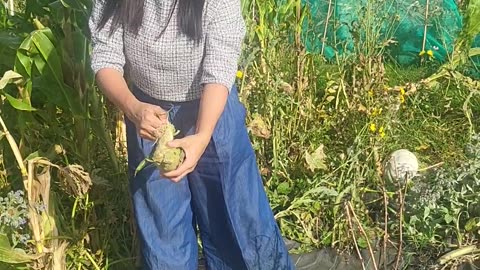 Giving Up On Our Allotment - One Last Harvest