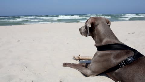 Weimaraner Chilling at the Beach Sand