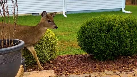 Deer Stops For A Bite Of Breakfast