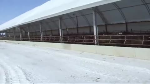 Finishing Cattle in Hoop Barns