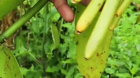 How farmers in Madagascar grow Vanilla