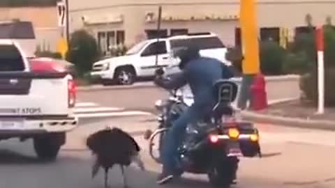 The turkey didn't let the guy pass by