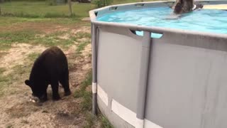 Bear swiming in the pool