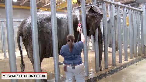 Elephant enjoying The shower